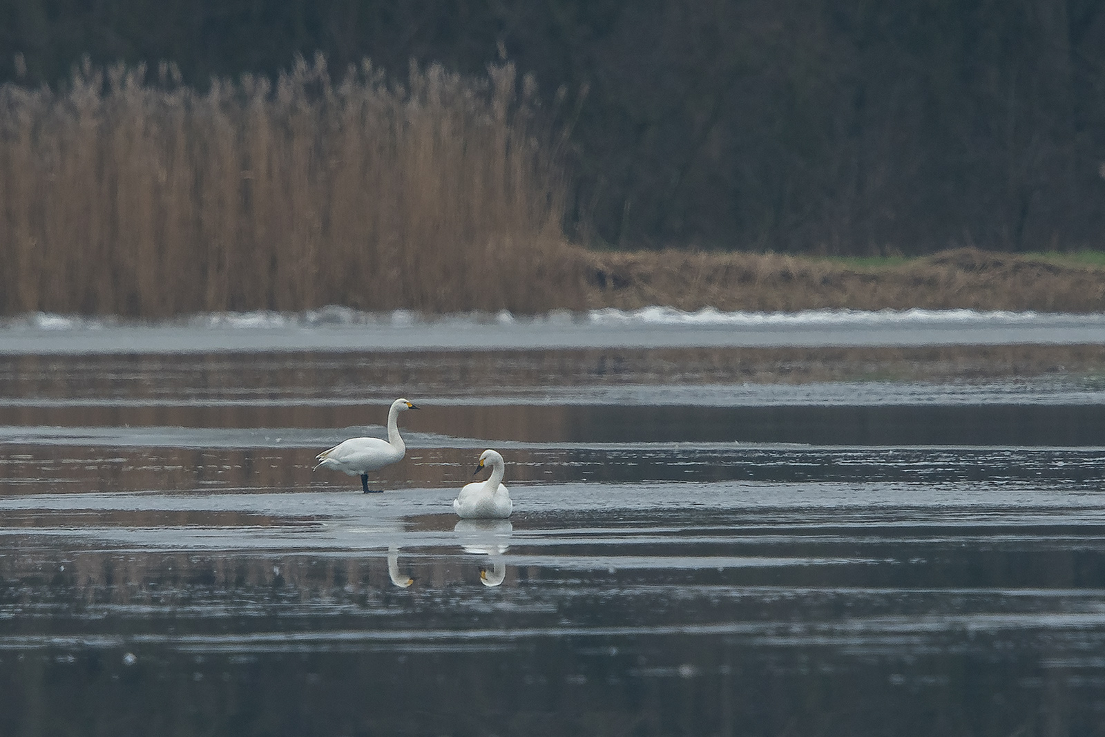 Foto van de maand Januari 2026
