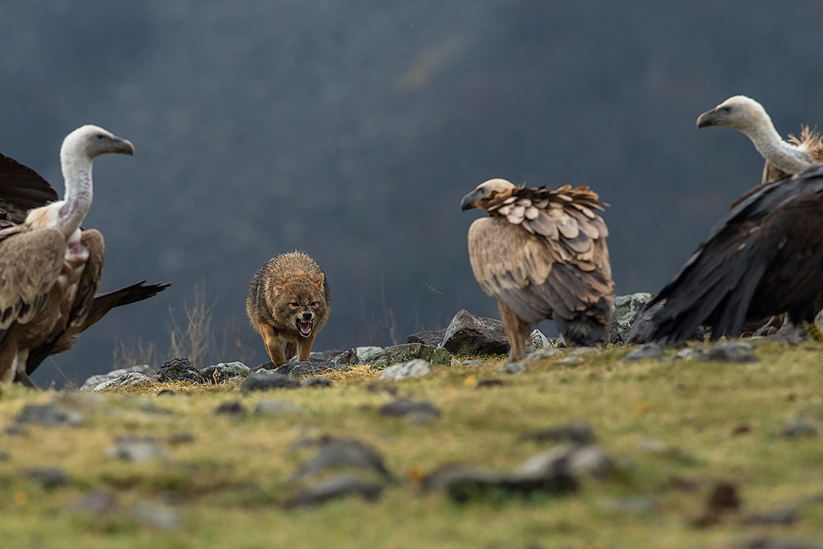 Goudjakhals/Vale Gier