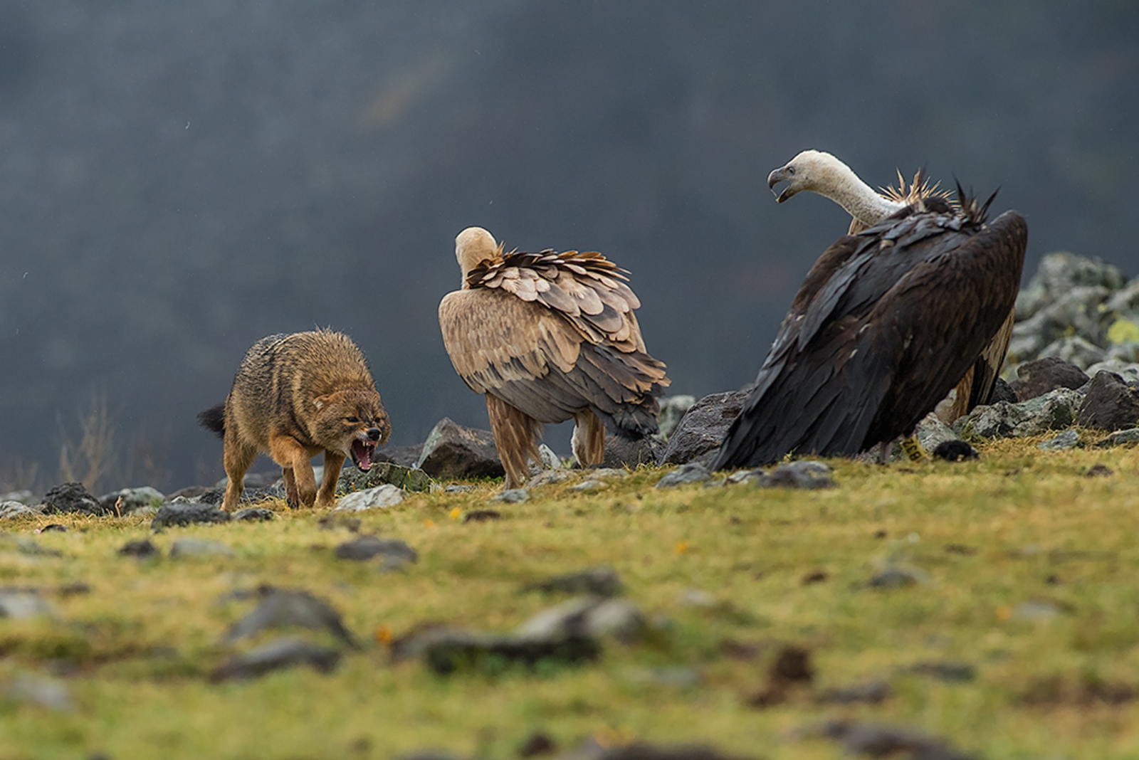 Goudjakhals/Vale Gier