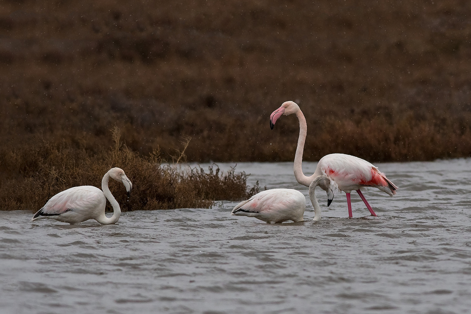 Europese Flamingo