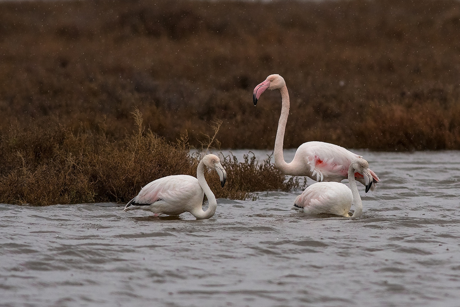 Europese Flamingo