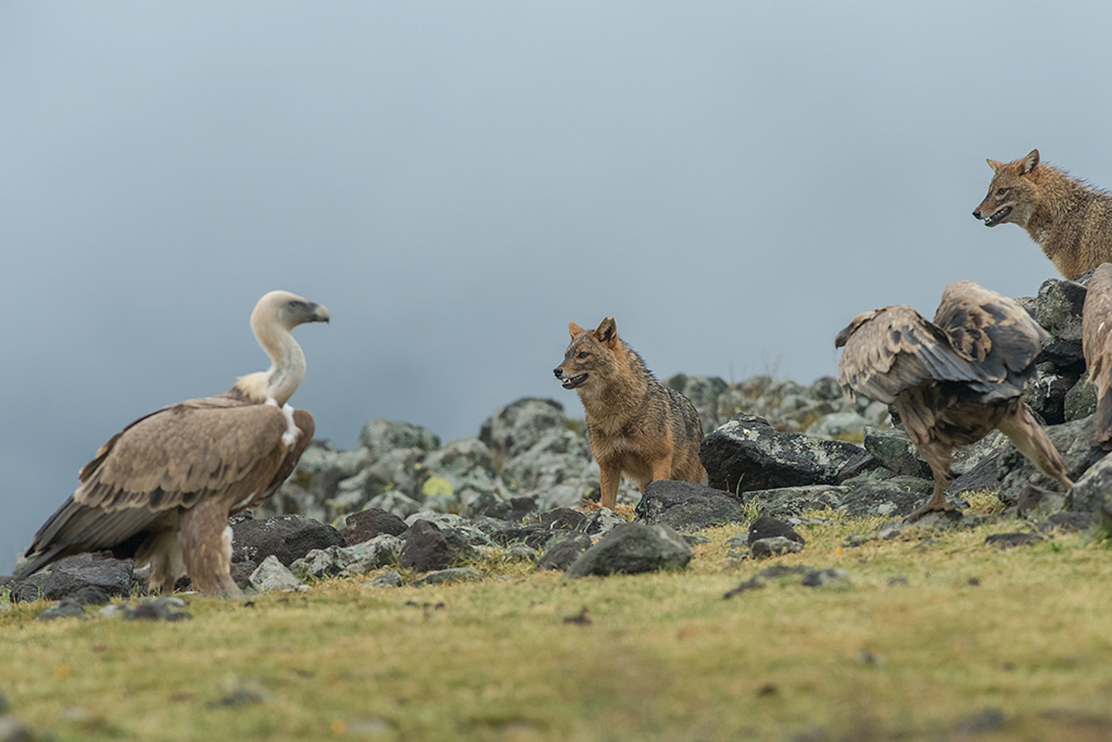 Goudjakhals/Vale Gier