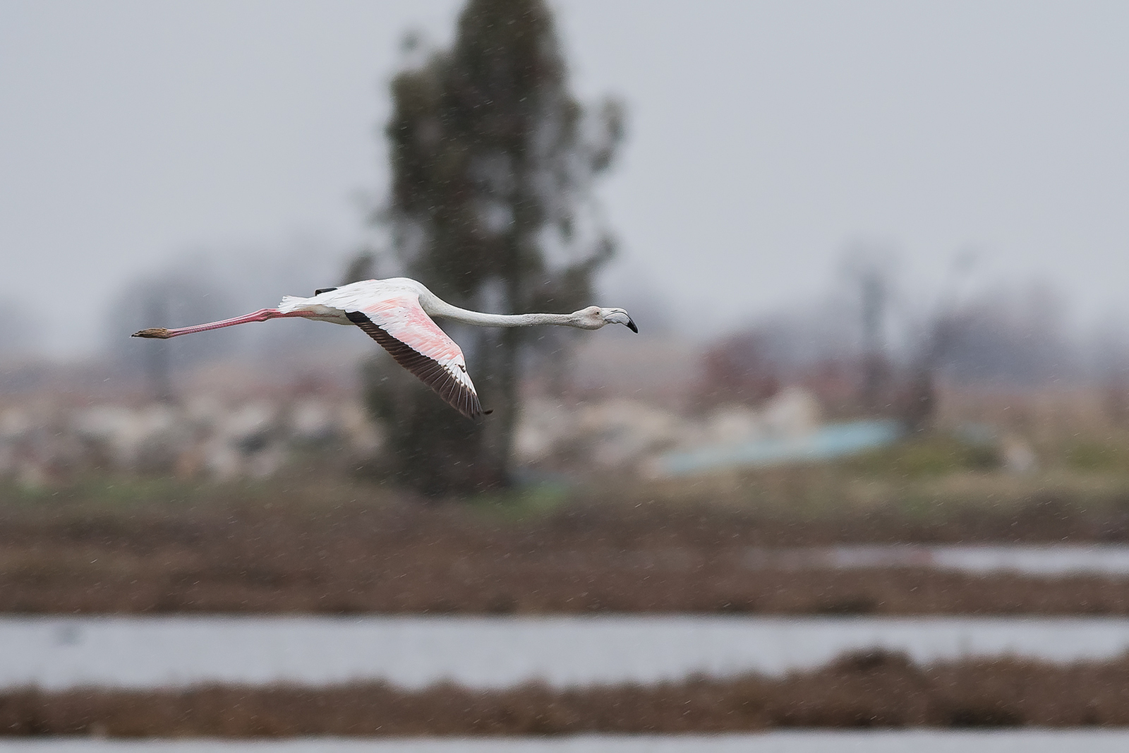 Europese Flamingo