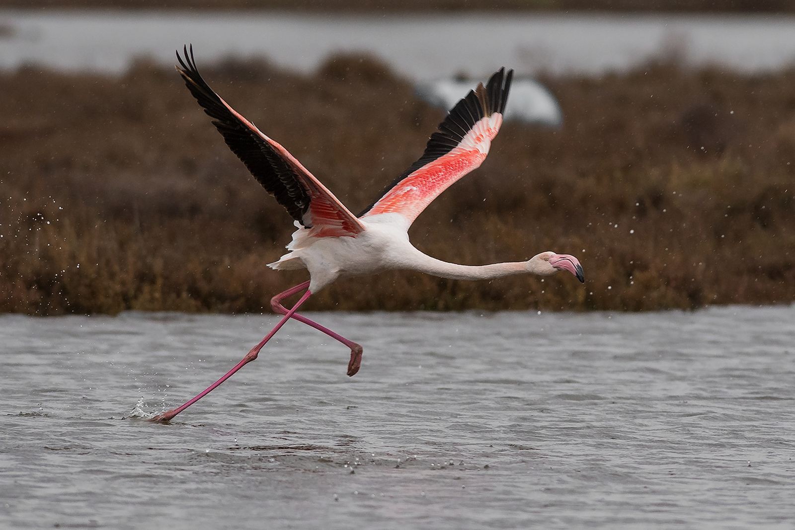 Europese Flamingo