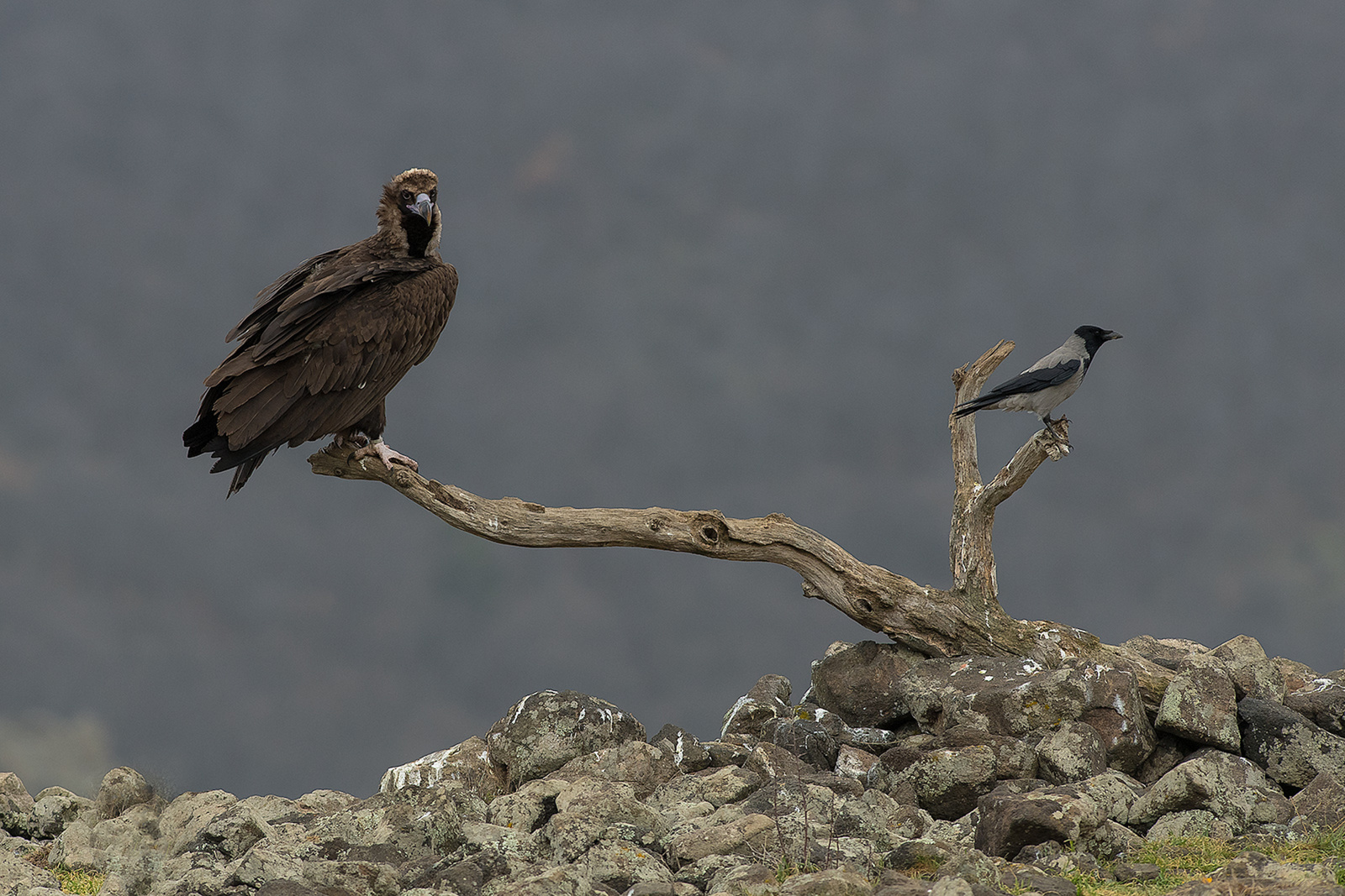 Monniksgier/Bonte Kraai