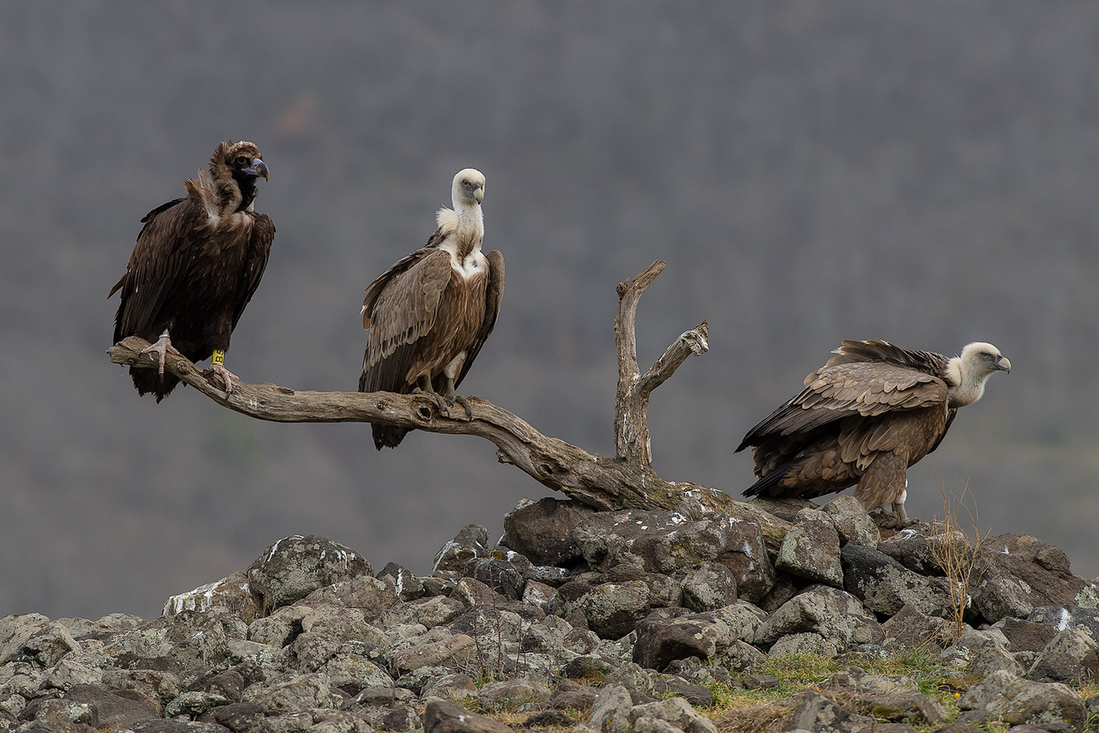 Monniksgier/Vale Gier