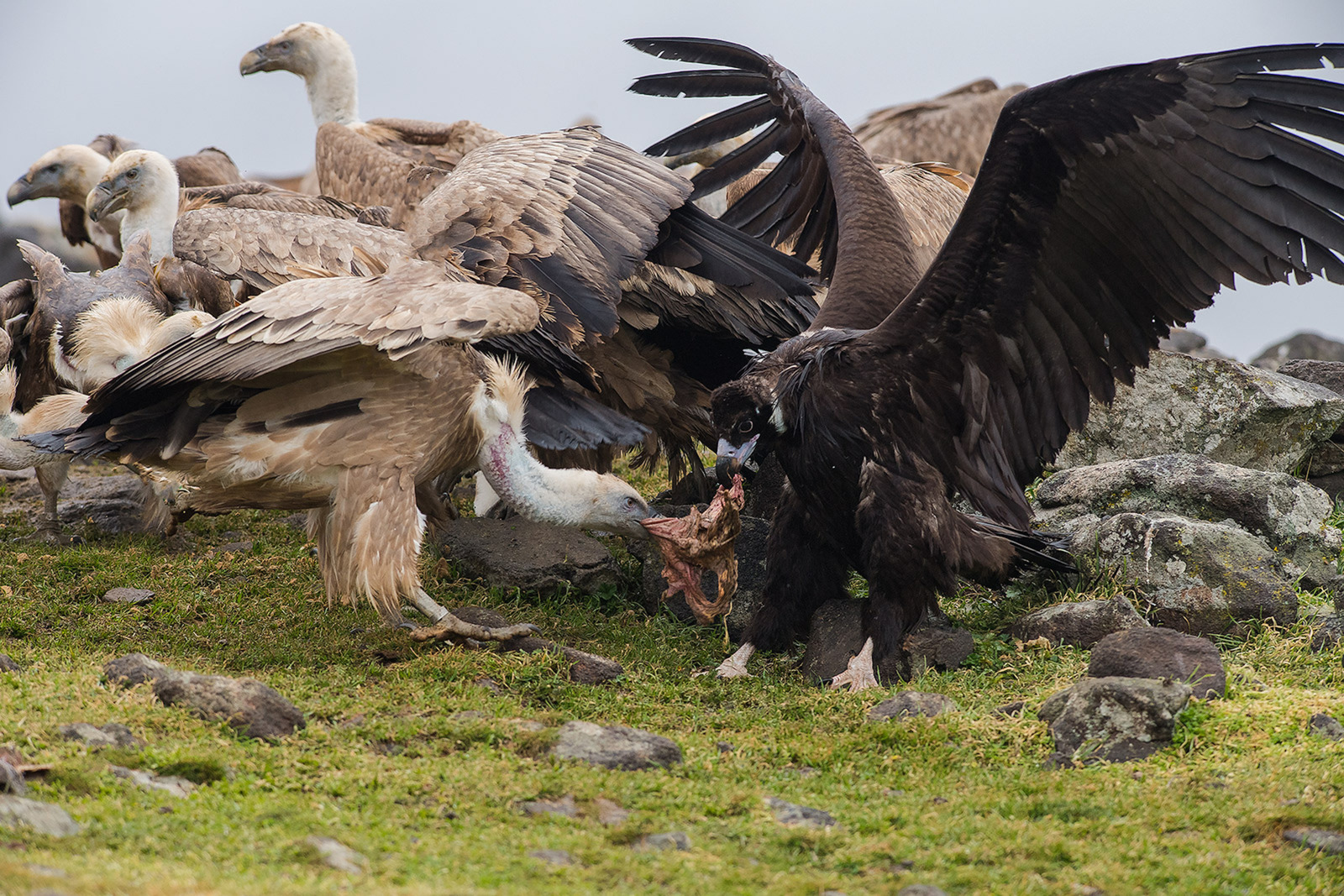 Vale Gier/Monniksgier