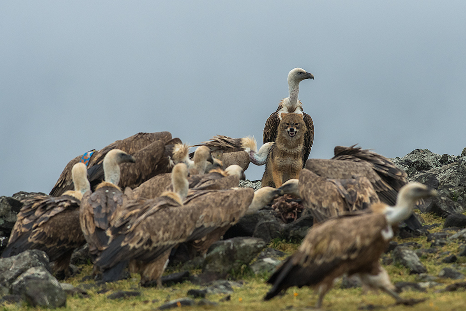 Goudjakhals/Vale Gier