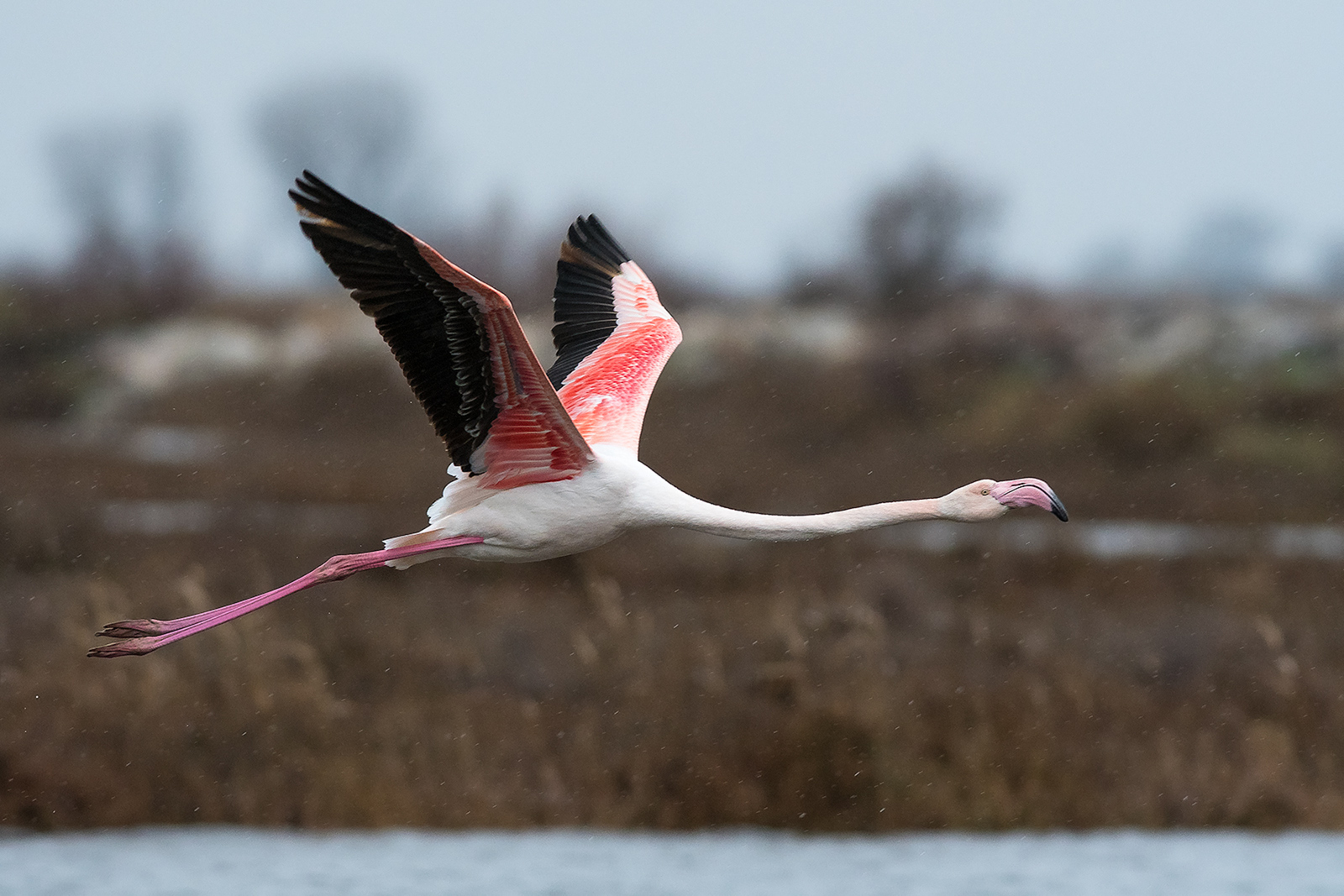 Europese Flamingo