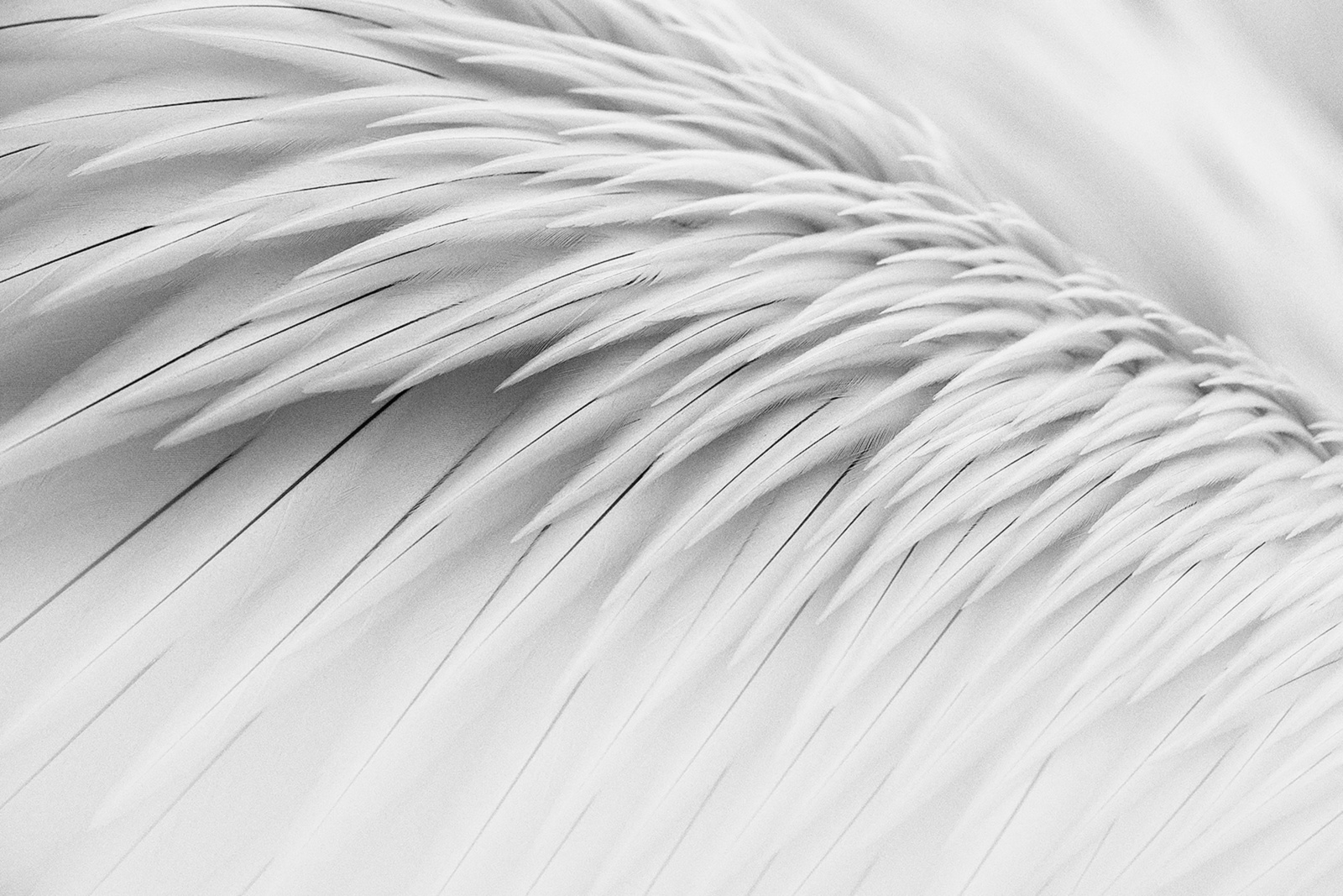 Foto van de maand Februari 2026