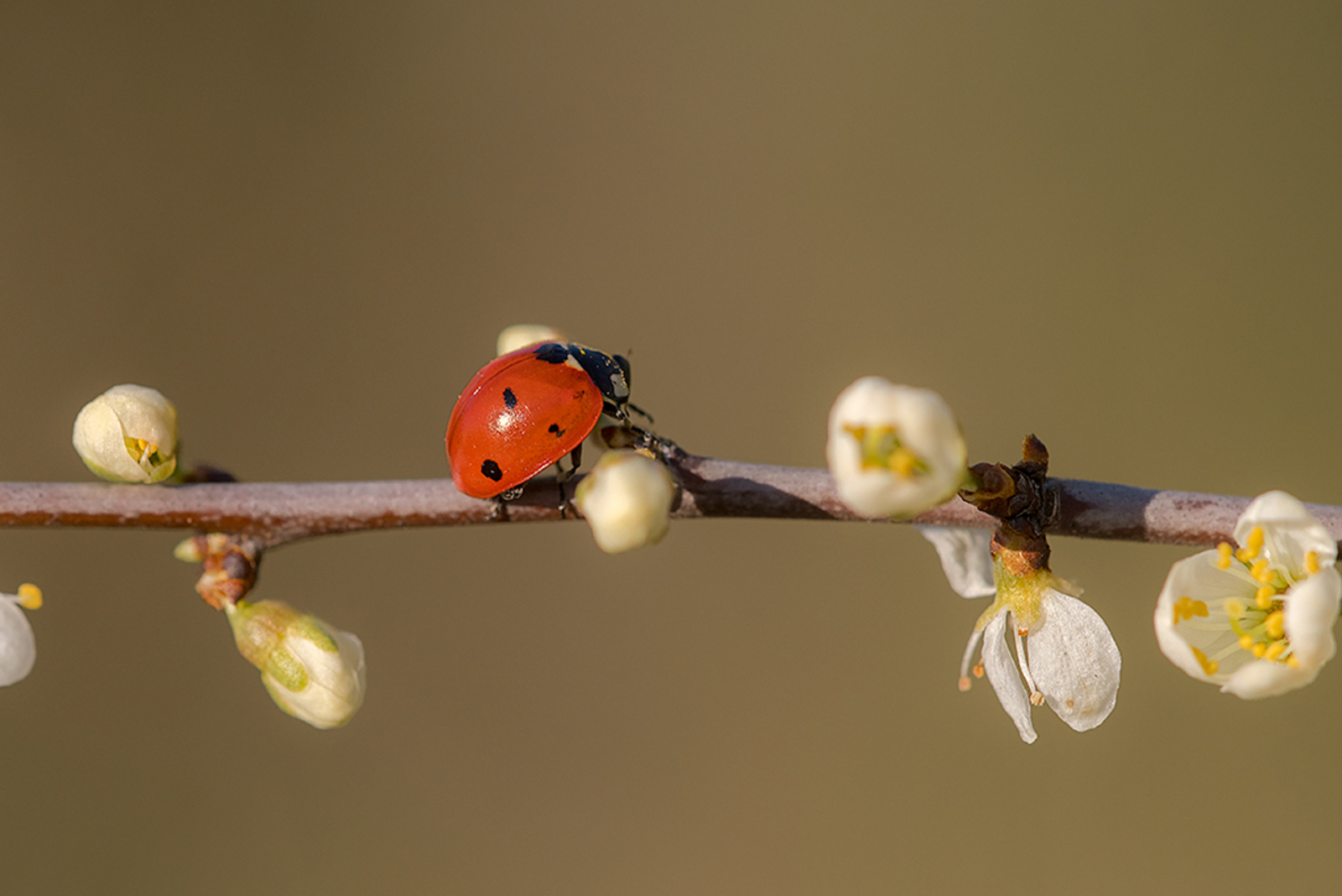 Zevenstippelig Lieveheersbeestje