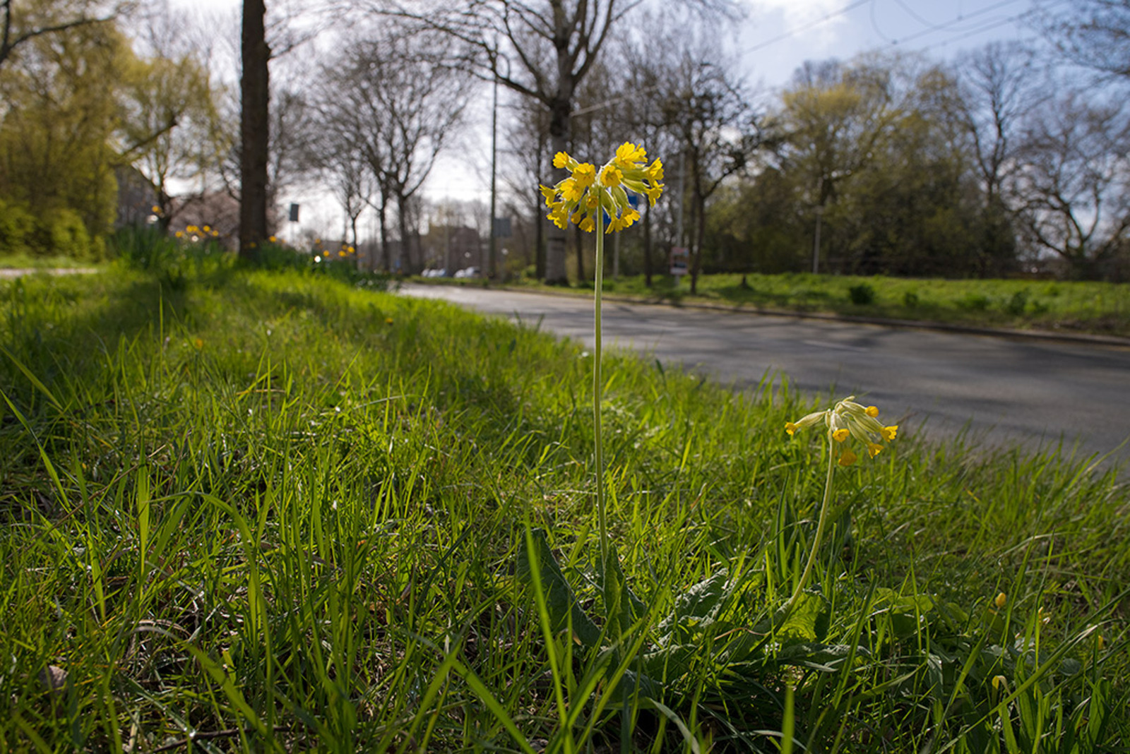 Gulden Sleutelbloem