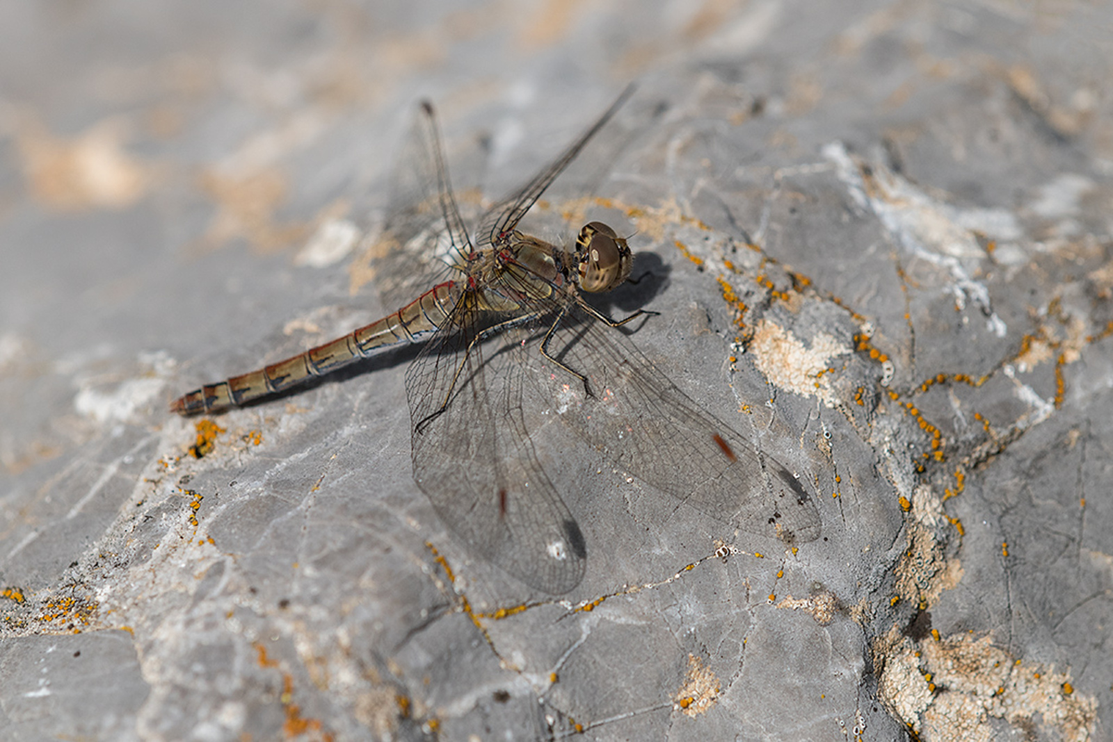 Bruinrode Heidelibel 