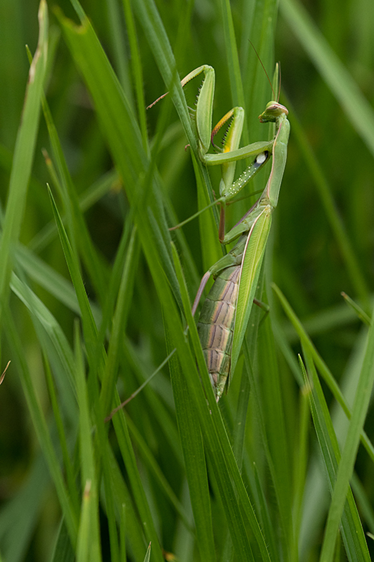 Europese Bidsprinkhaan