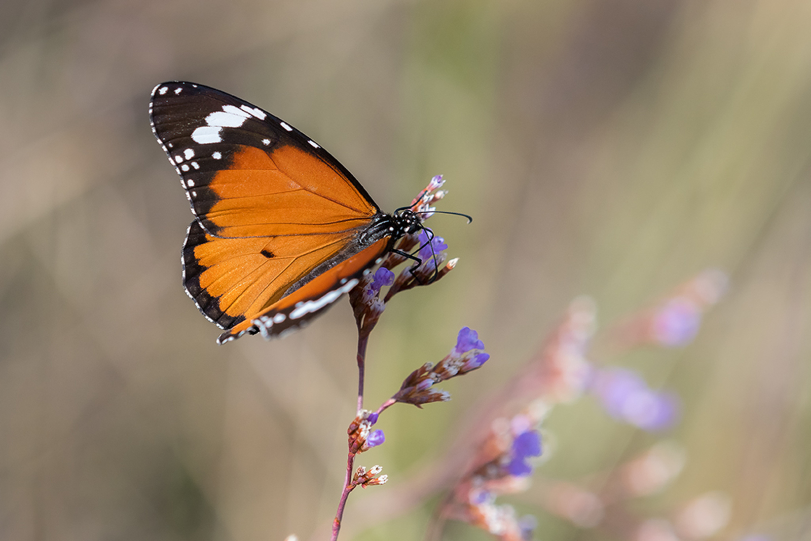 Kleine Monarchvlinder