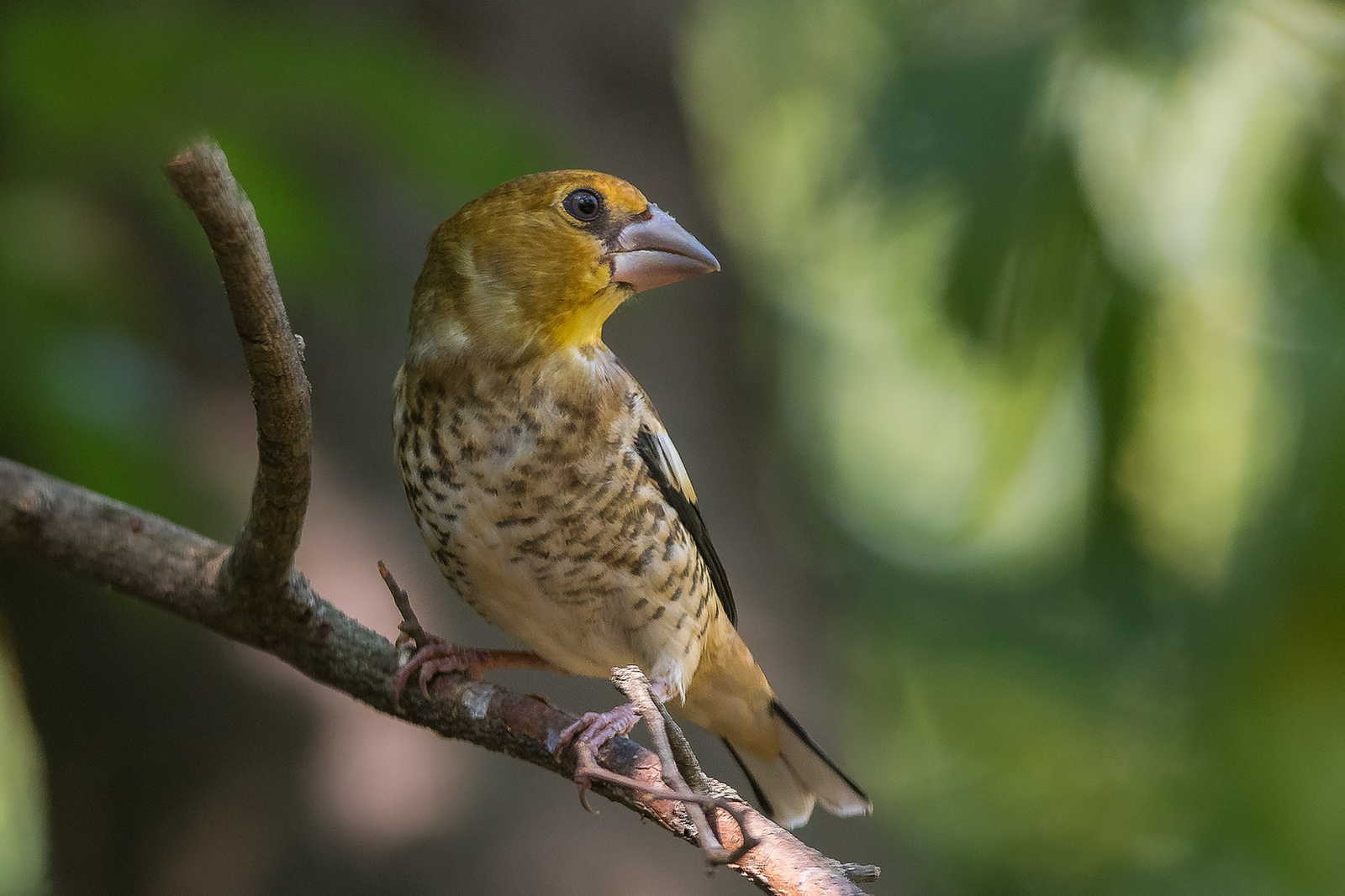 Appelvink