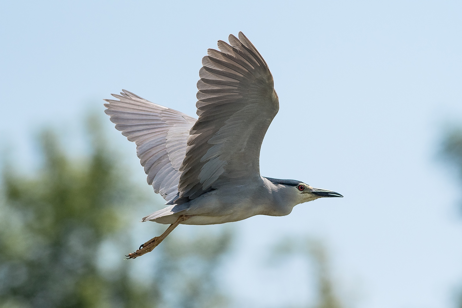 Kwak