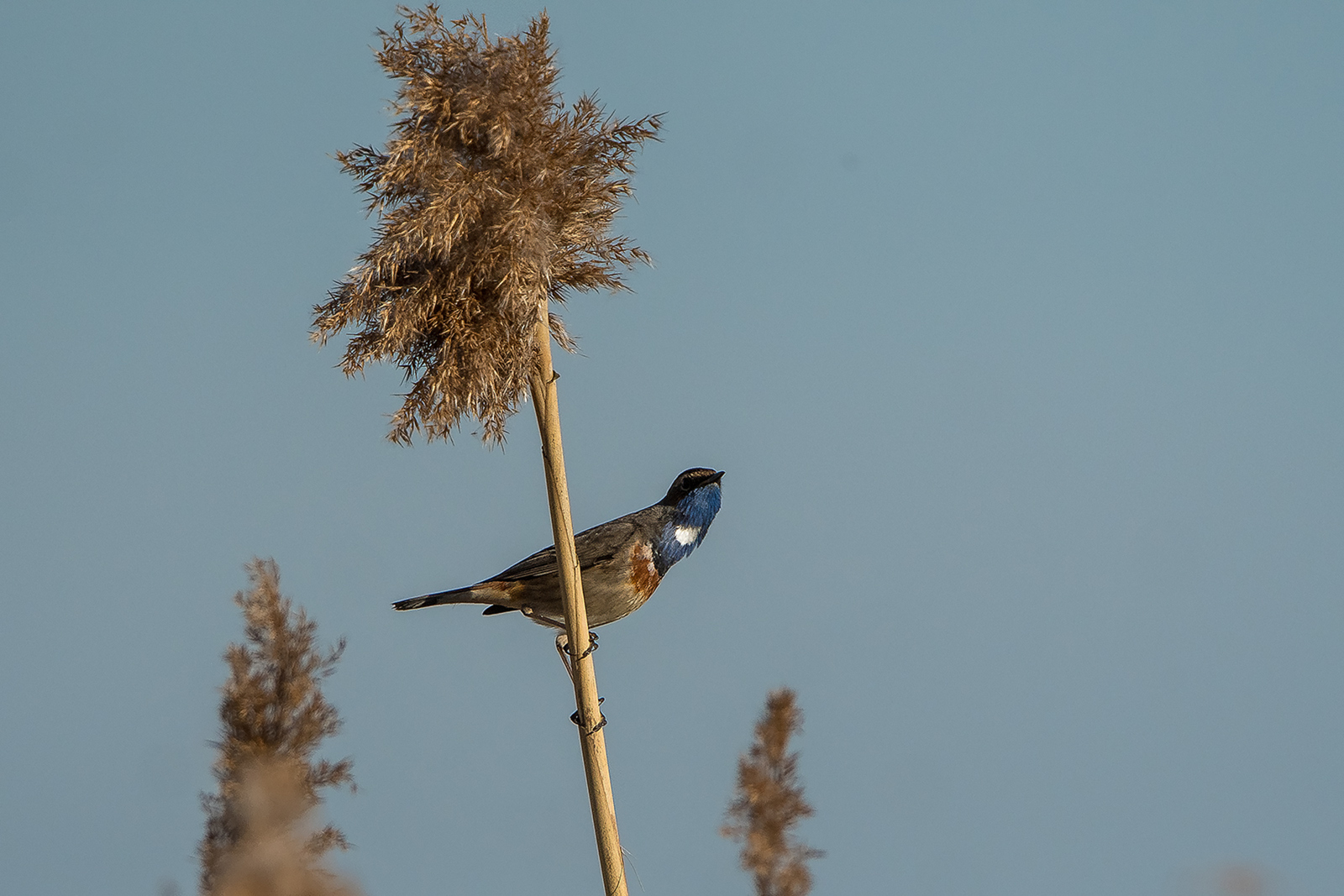 Blauwborst