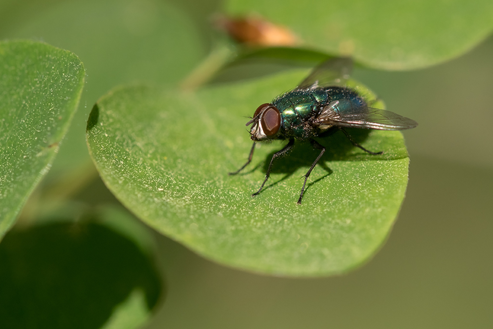 Groene Vleesvlieg