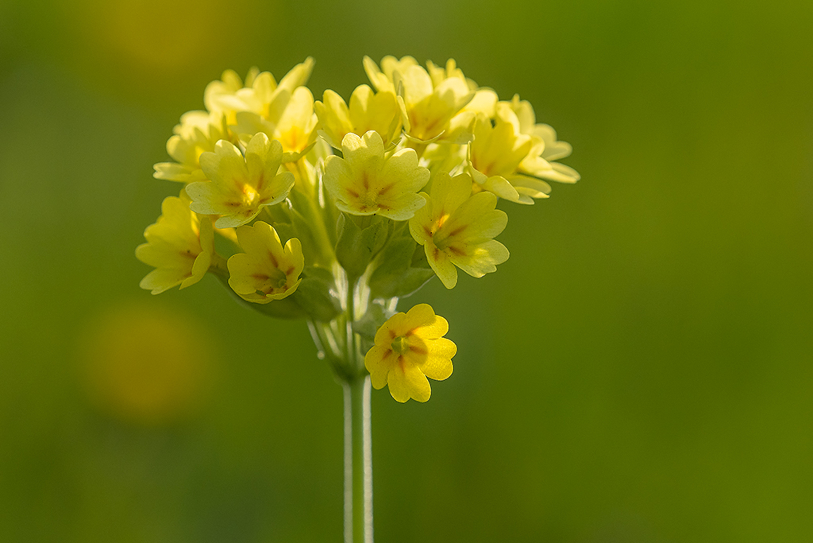 Gulden Sleutelbloem