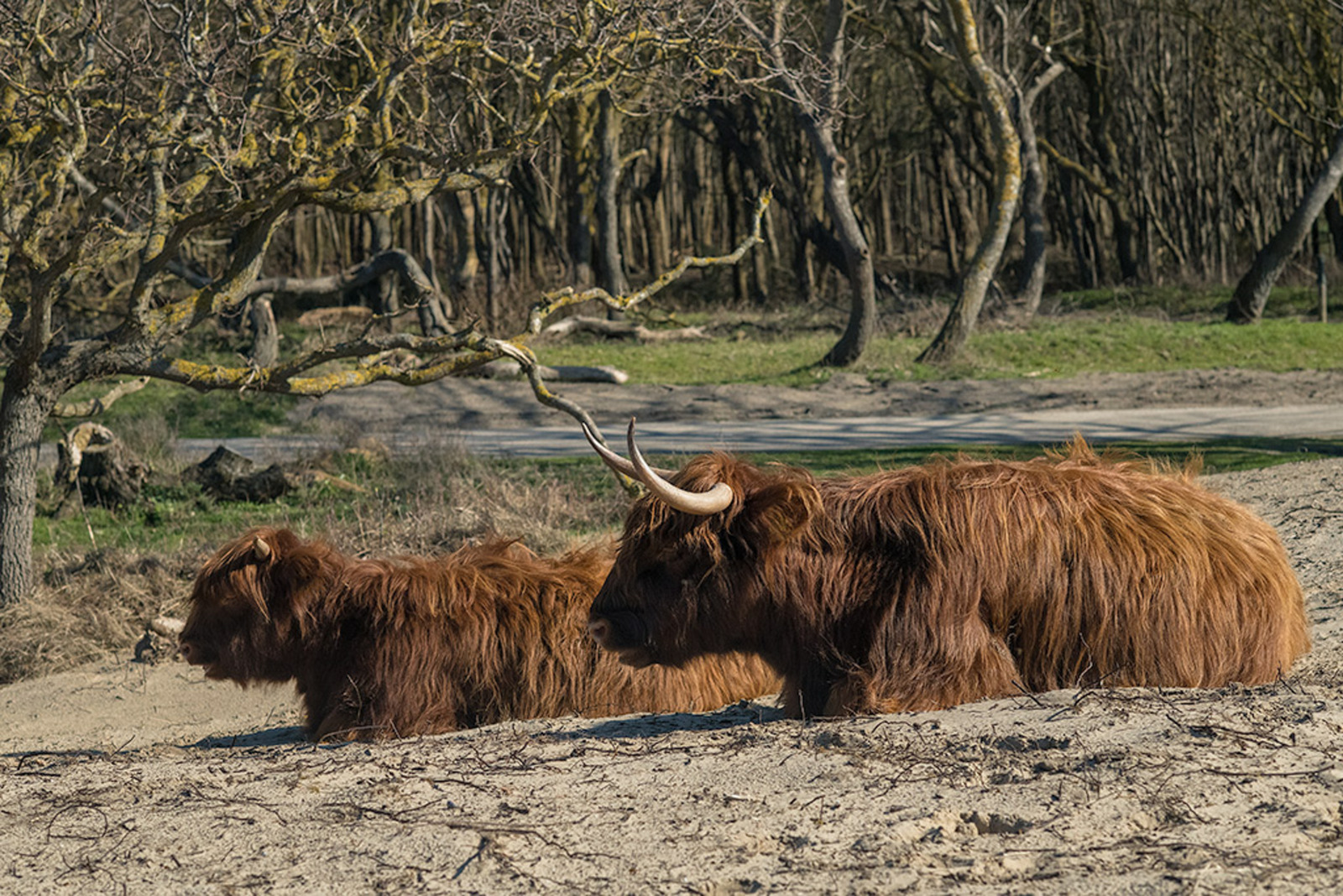 Schotse Hooglander