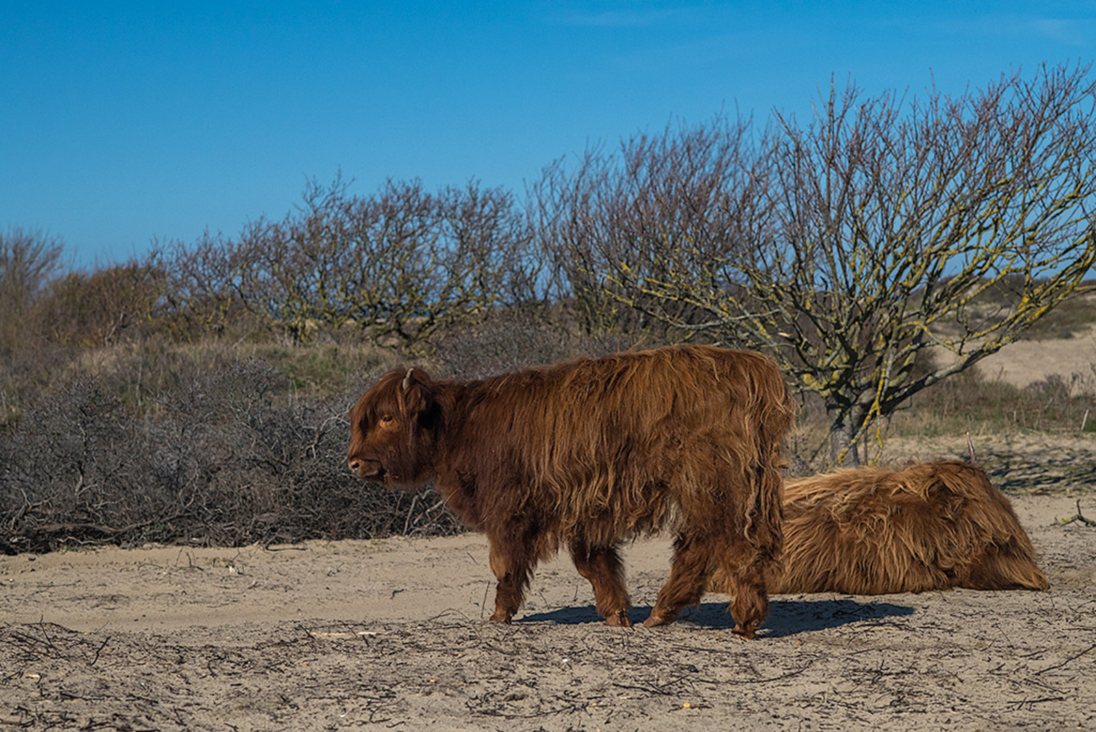 Schotse Hooglander