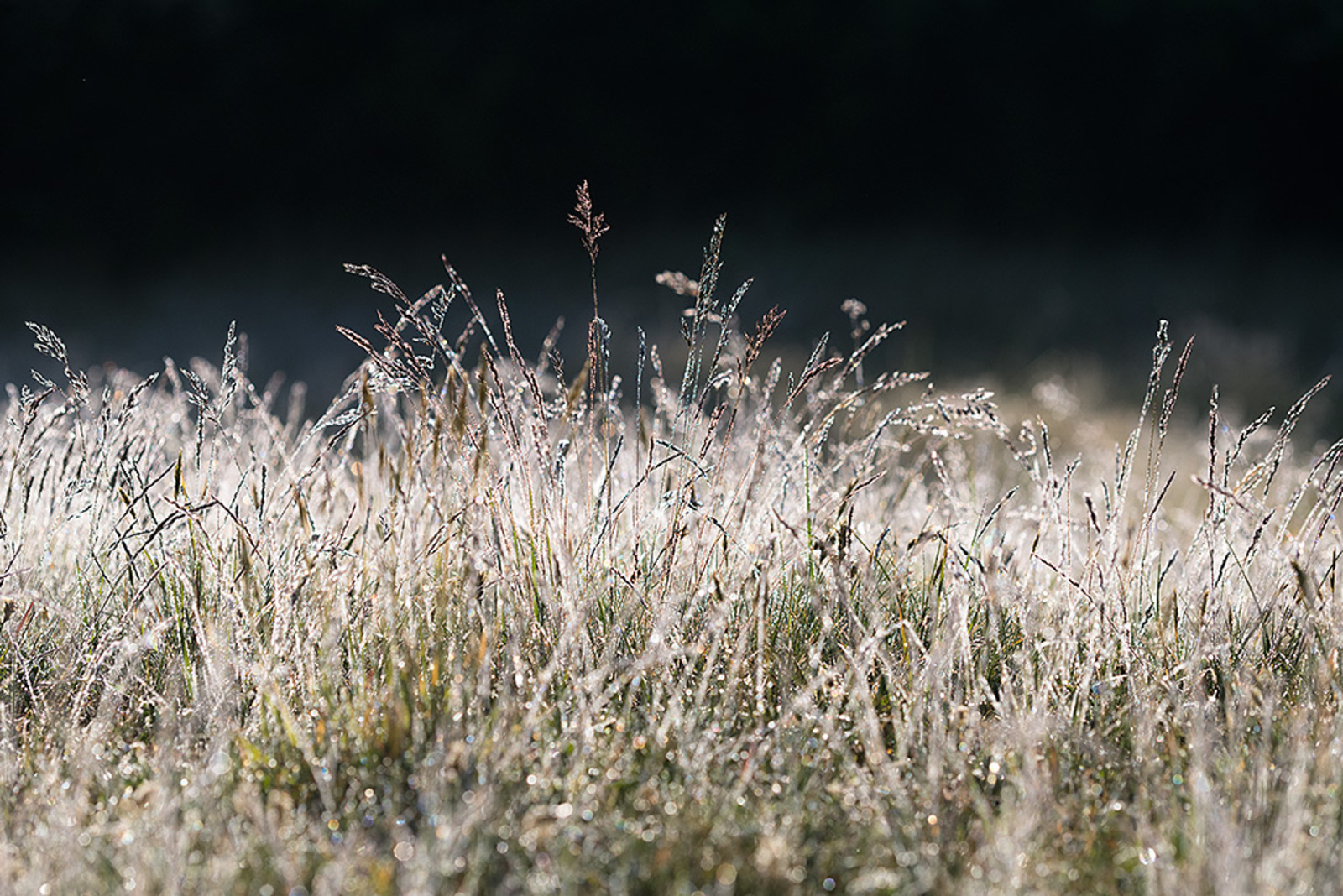 Gras sp.