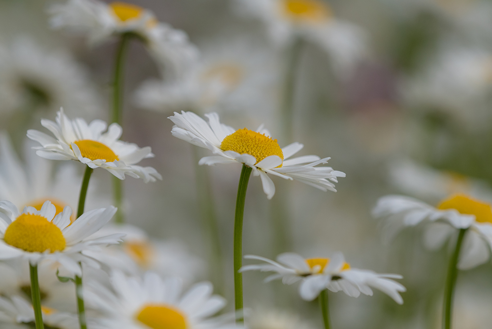 Margriet
