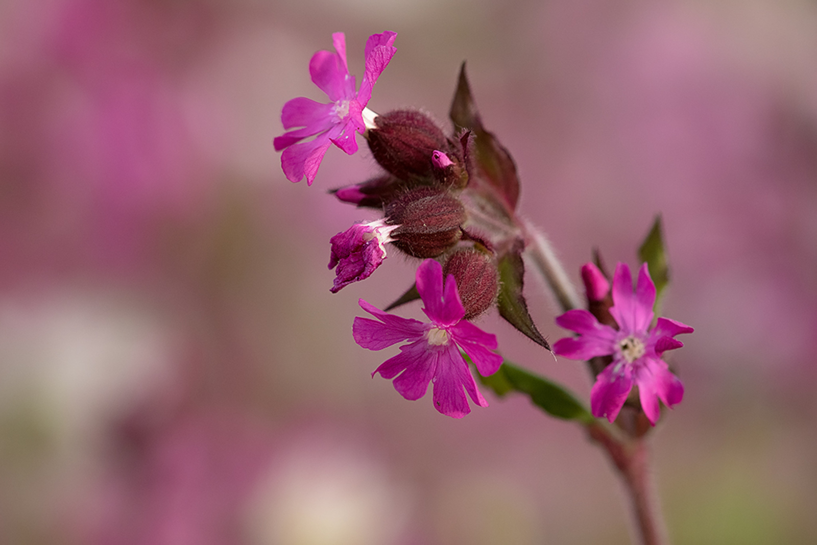 Dagkoekoeksbloem