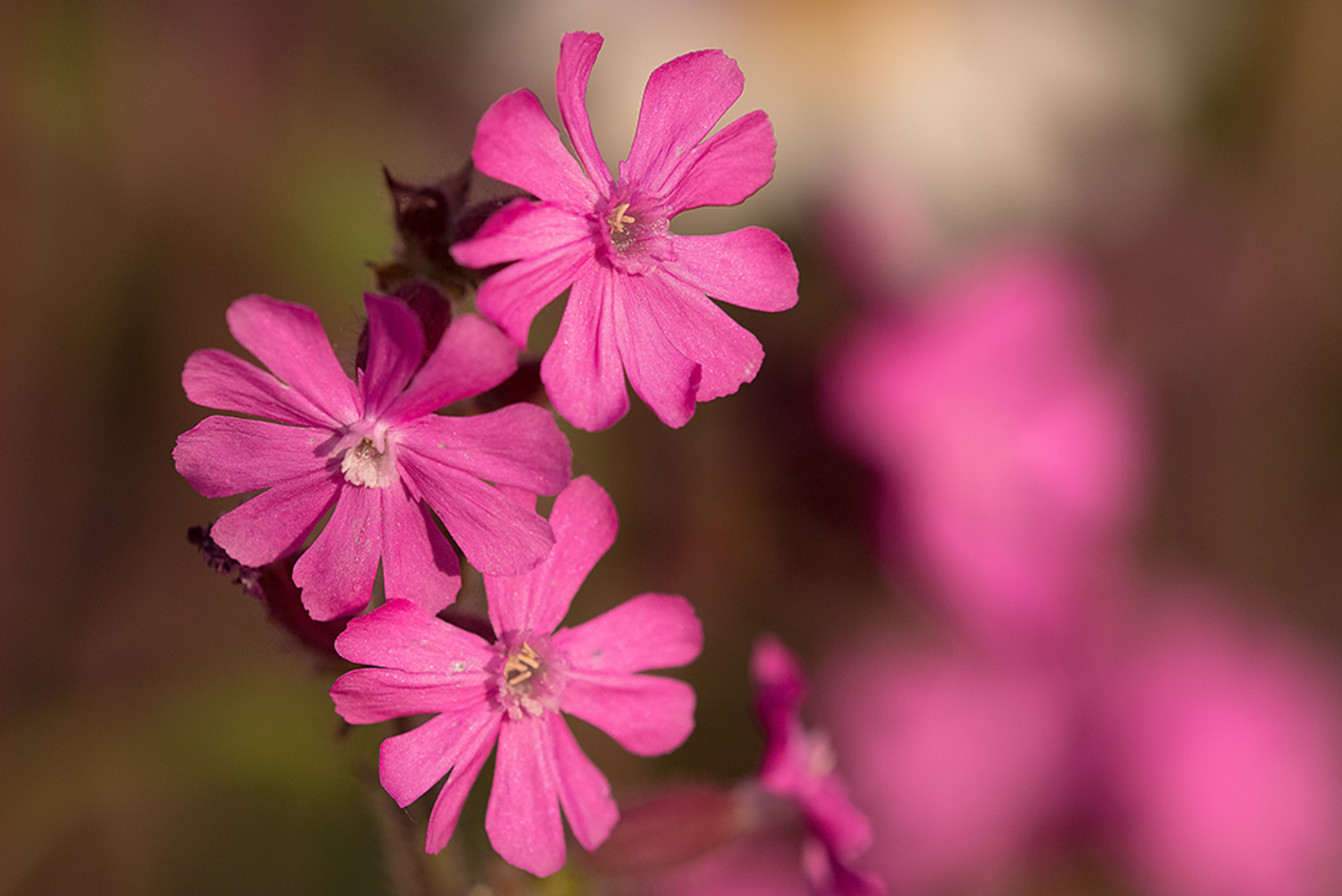 Dagkoekoeksbloem