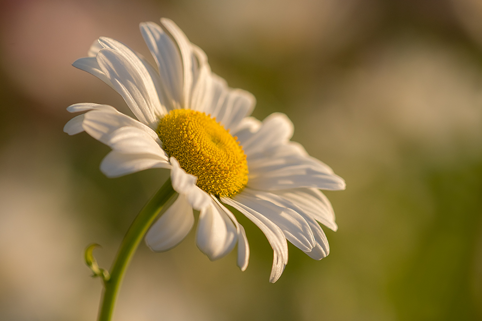 Margriet