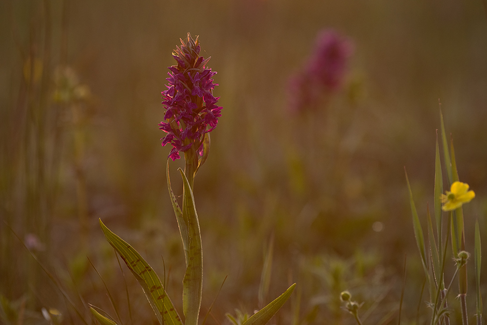 Brede Orchis