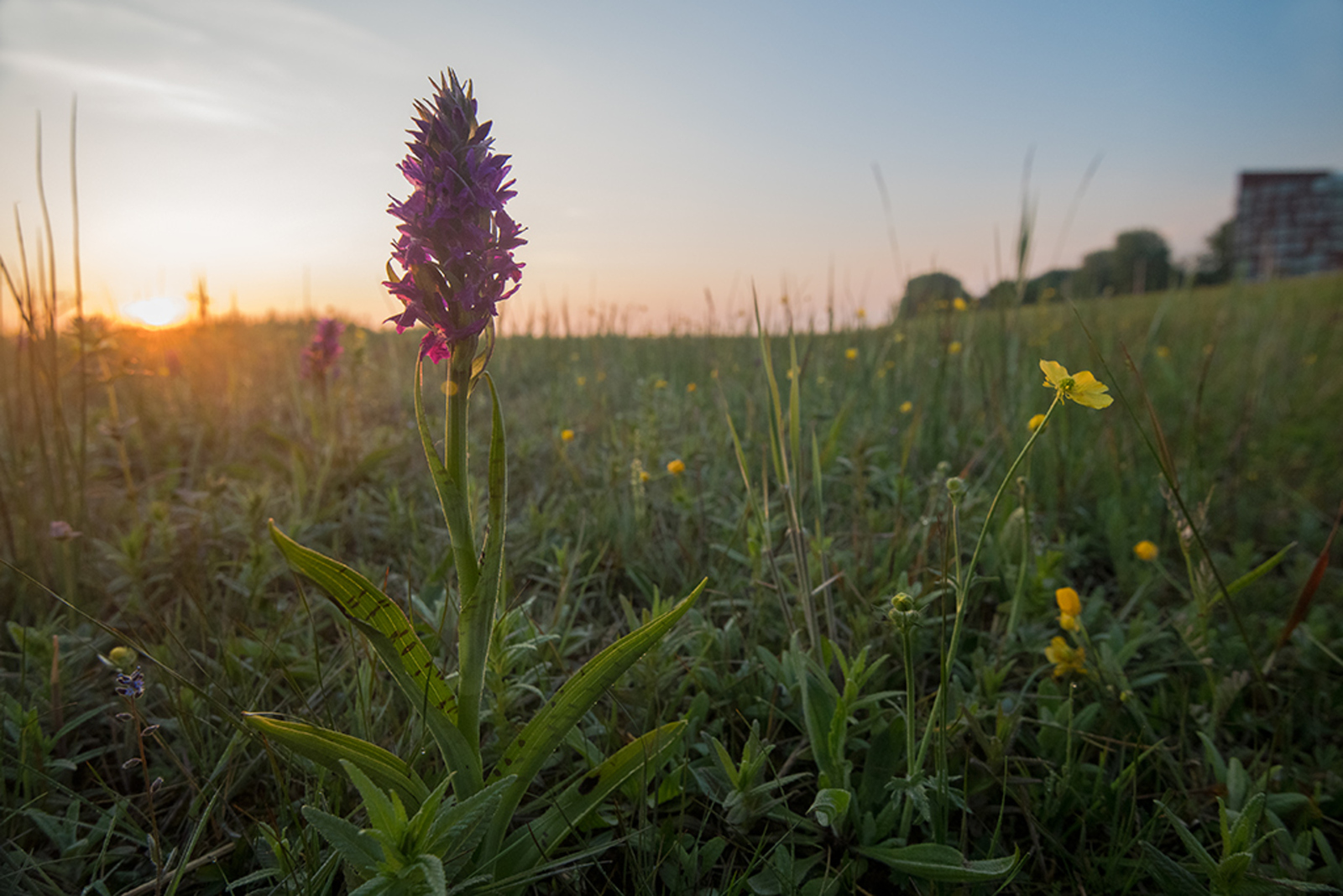 Brede Orchis