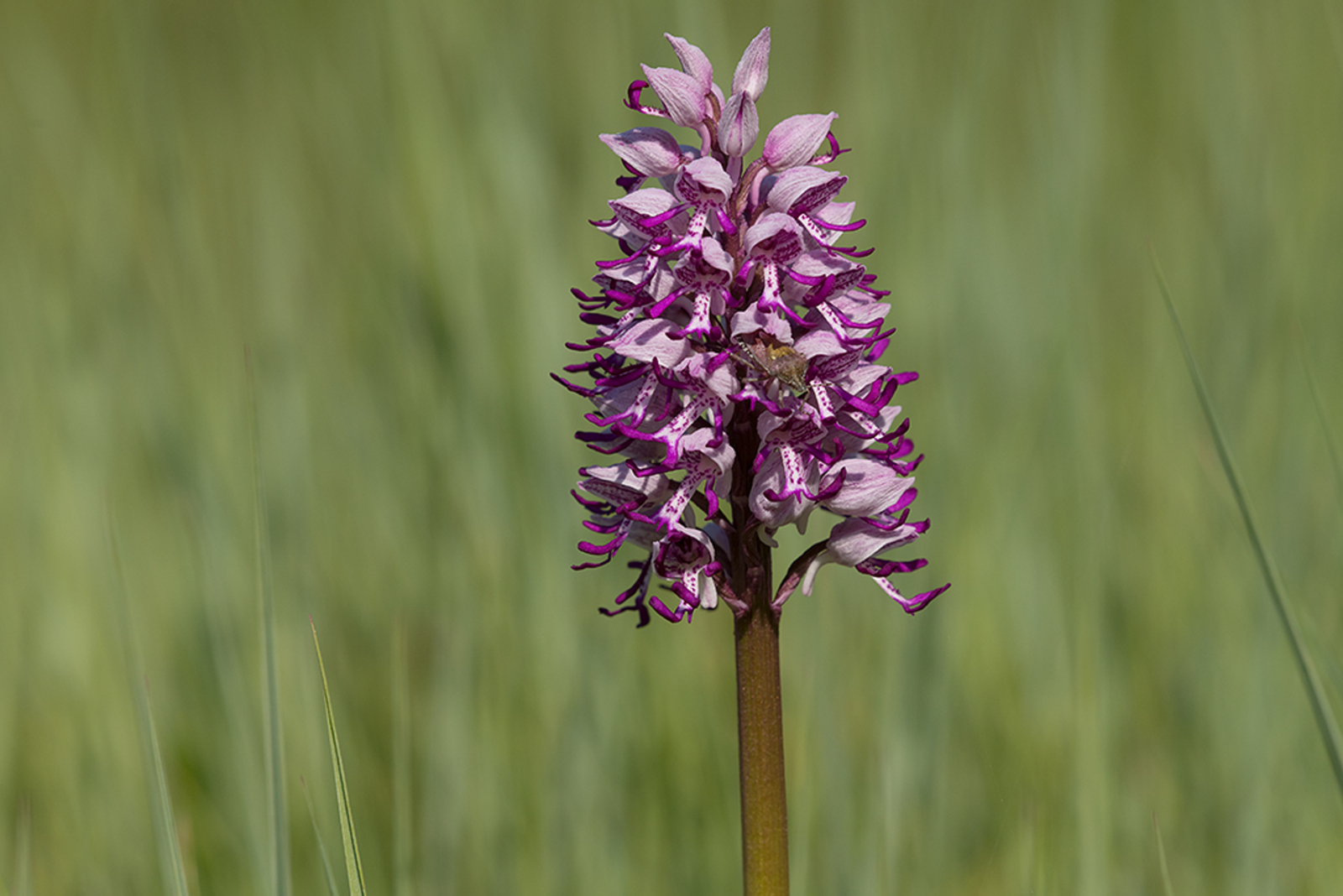 Hybride Soldaatje x Aapjesorchis
