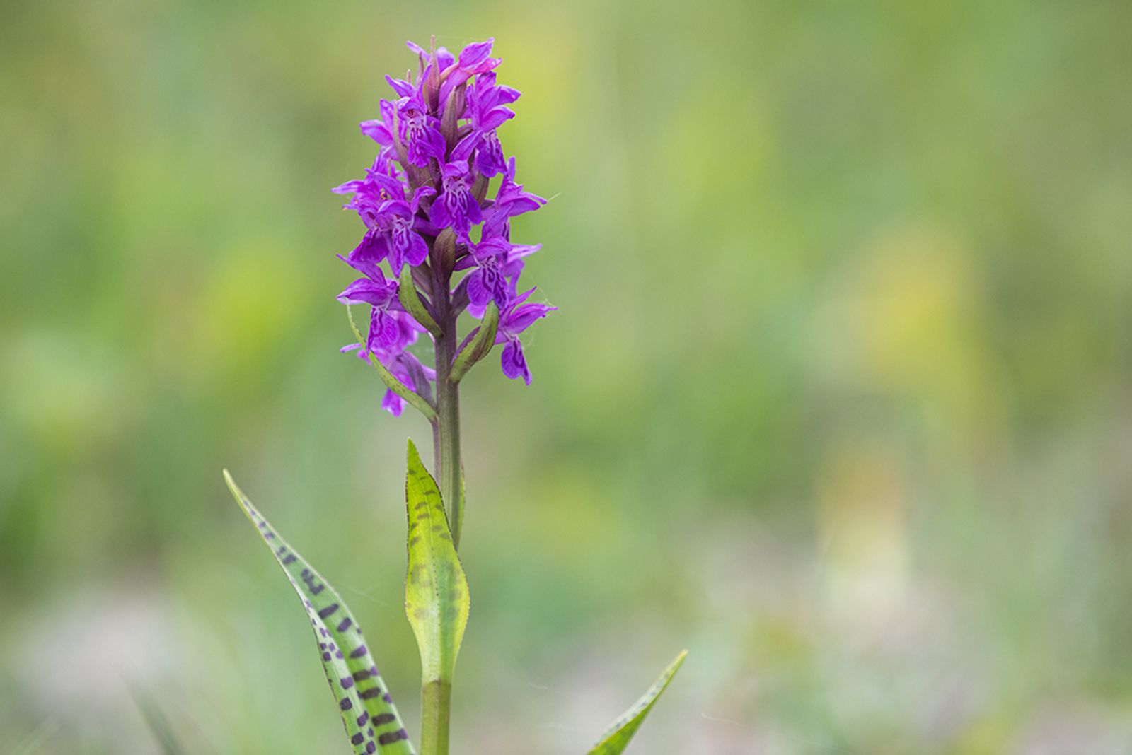 Brede Orchis