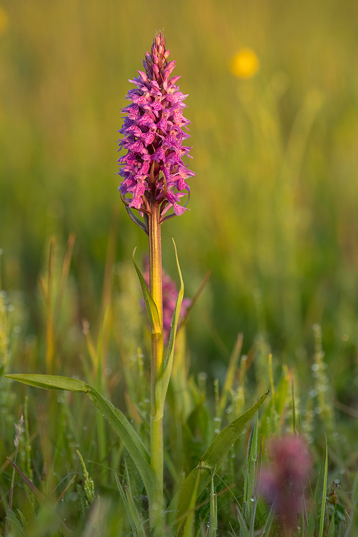 Gevlekte Rietorchis