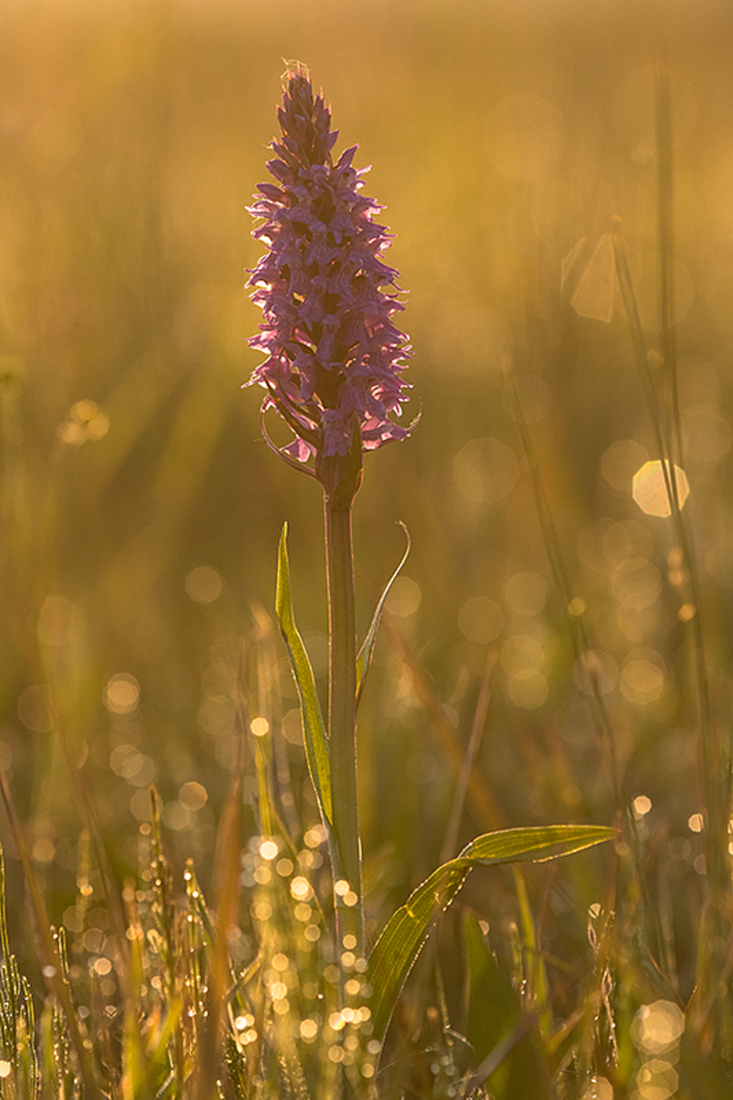 Gevlekte Rietorchis