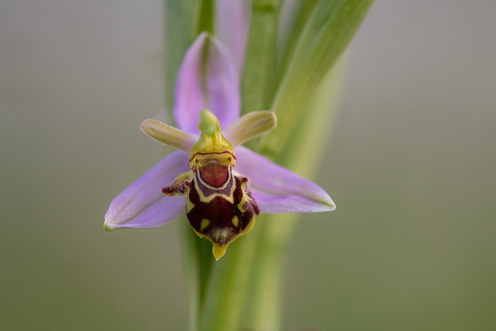 Bijenorchis