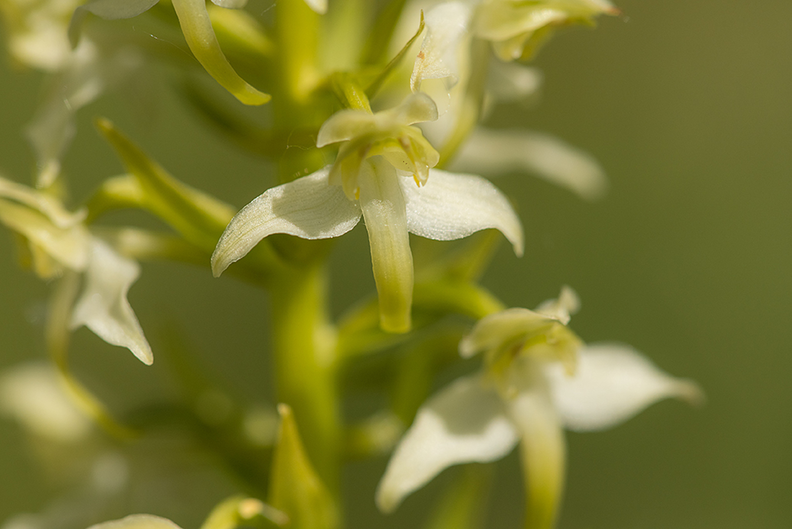 Bergnachtorchis