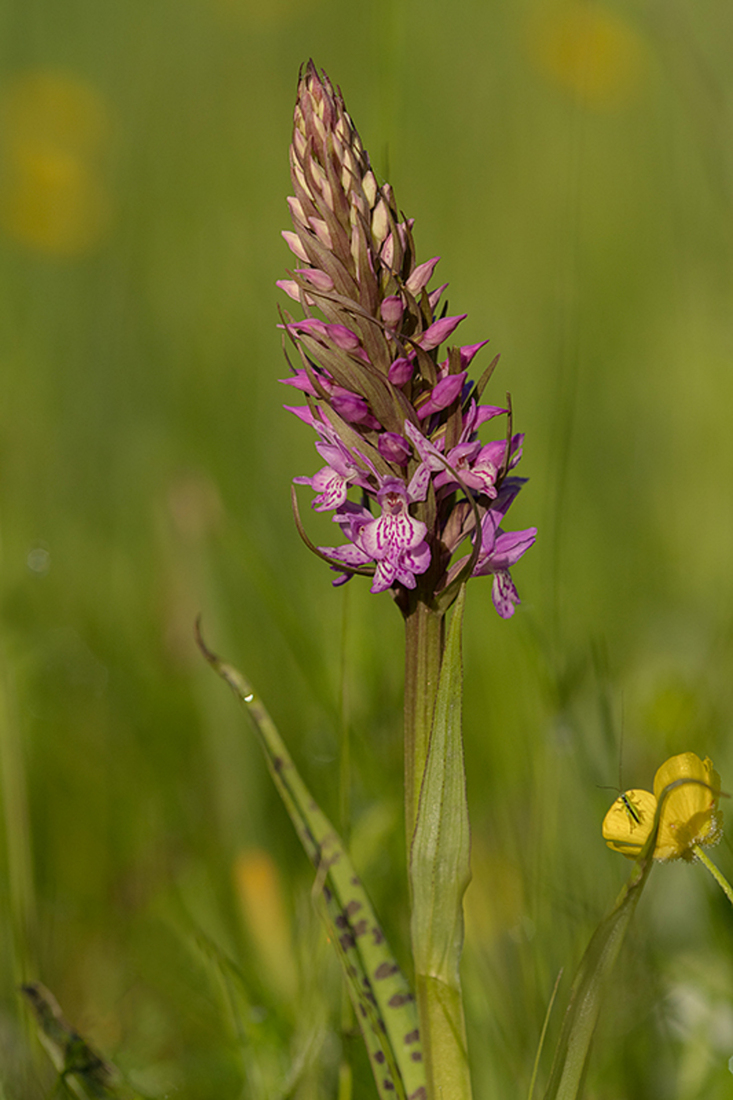 Hybride Bosorchis x Vleeskleurige Orchis