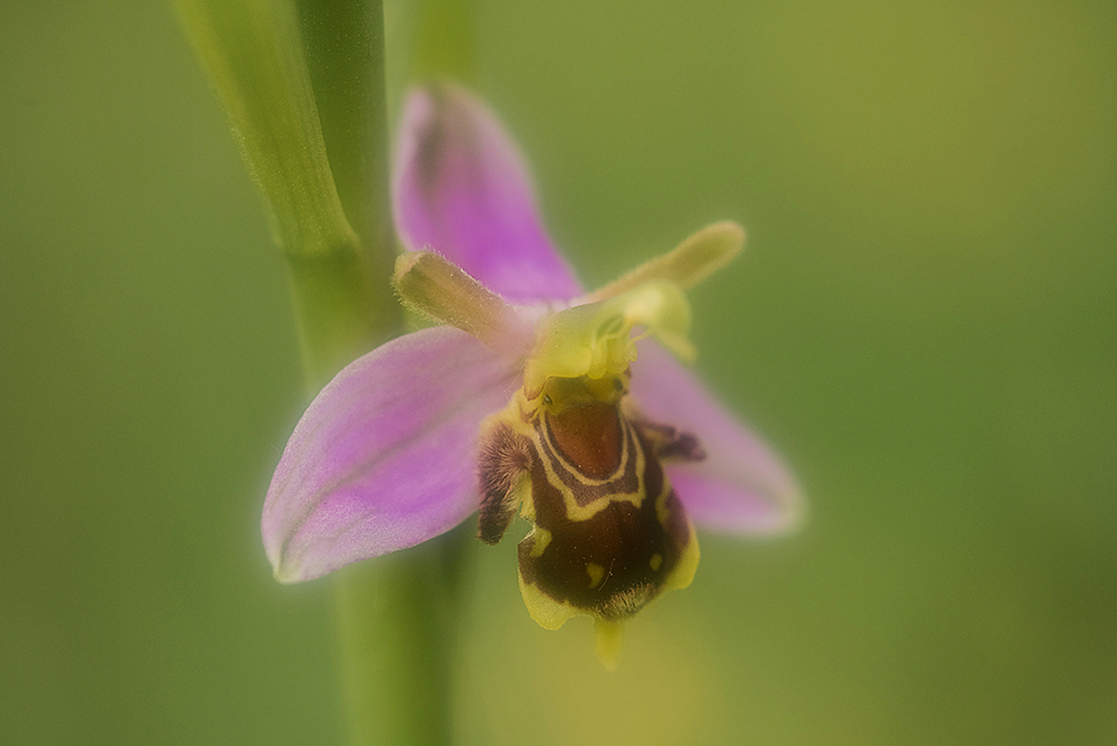 Bijenorchis