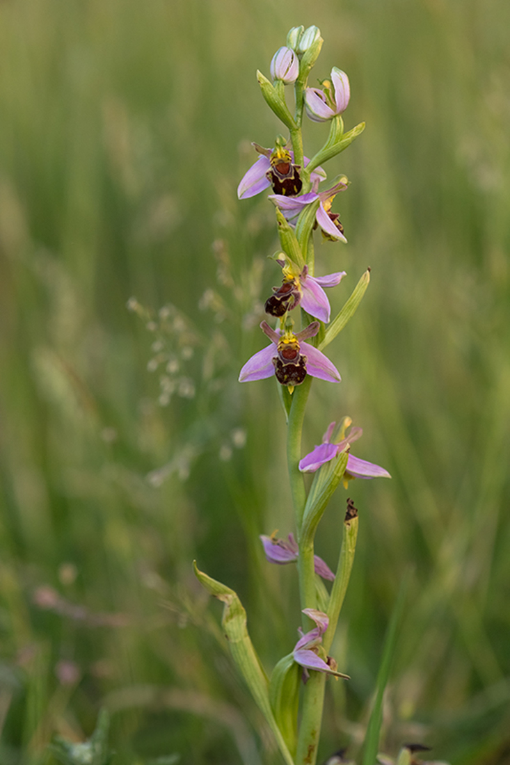 Bijenorchis