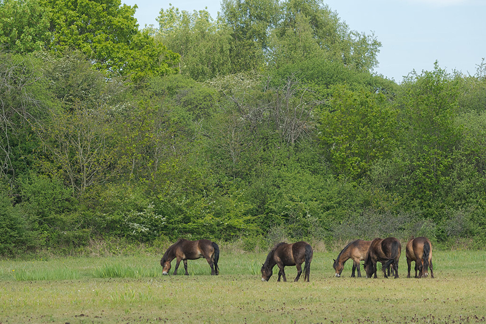Exmoorpony