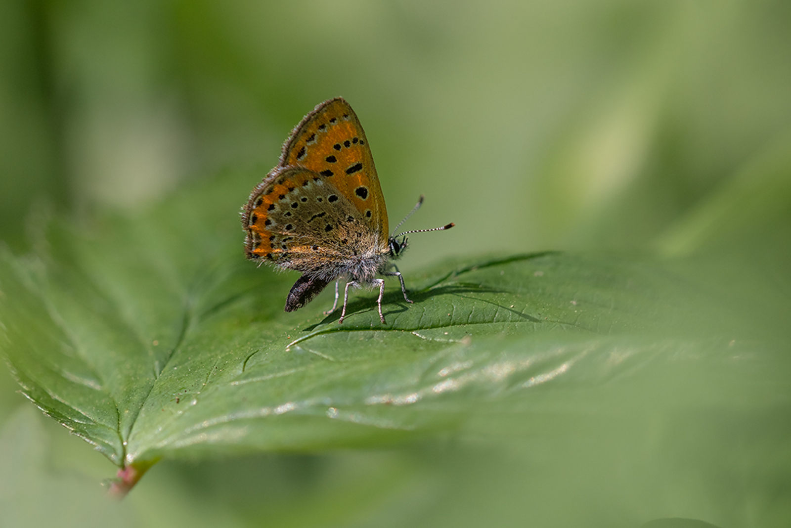 Blauwe Vuurvlinder