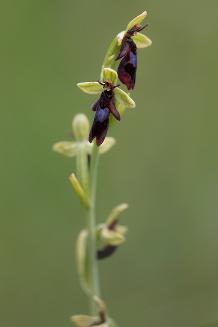 Vliegenorchis