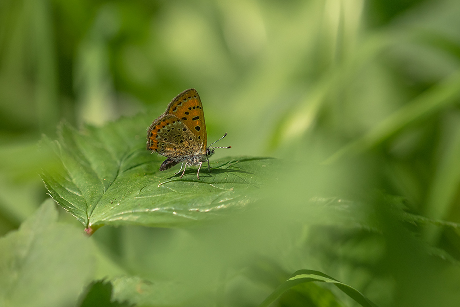 Blauwe Vuurvlinder