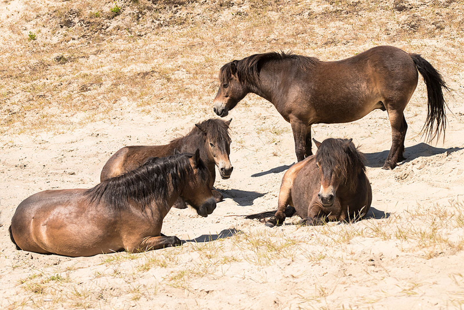 Exmoorpony