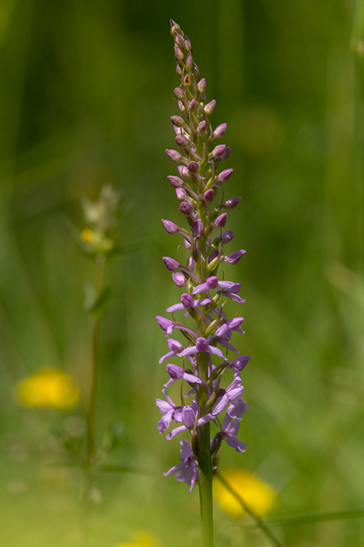 Grote Muggenorchis