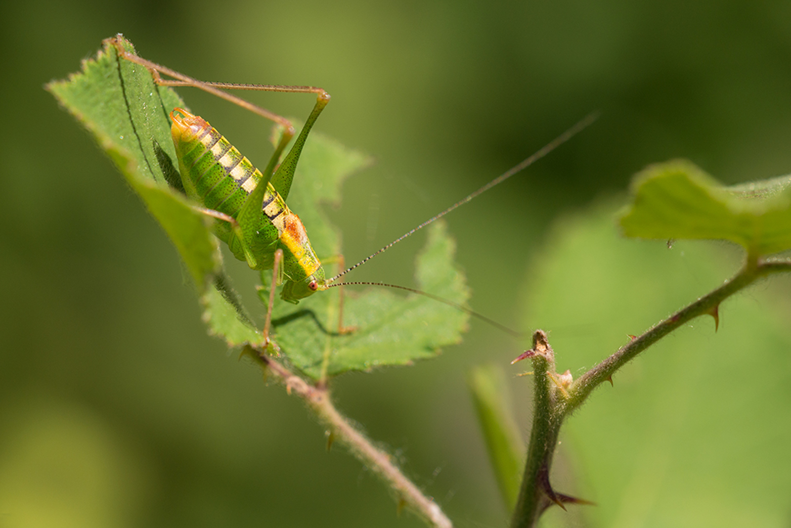 Poecilimon jonicus