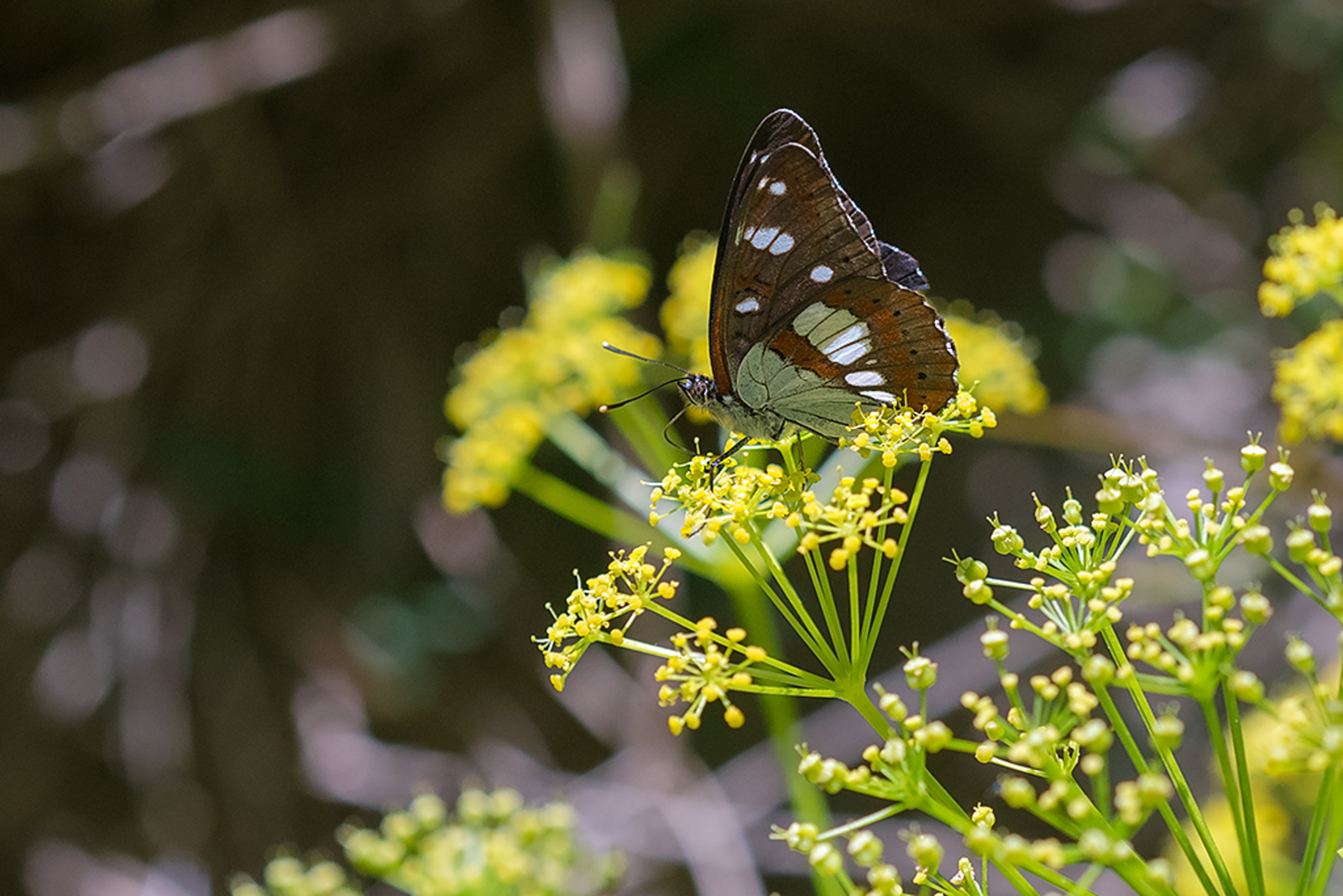 Blauwe IJsvogelvlinder